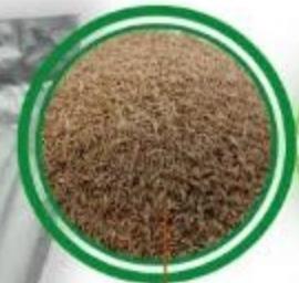 Nasiona trawy DLF Sun, 20 kg