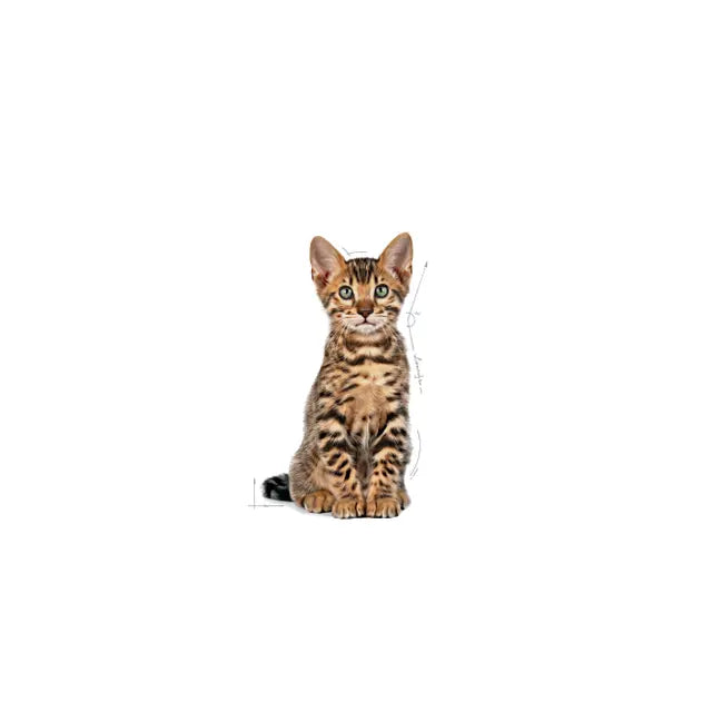 KITTEN STERILISED dry cat food