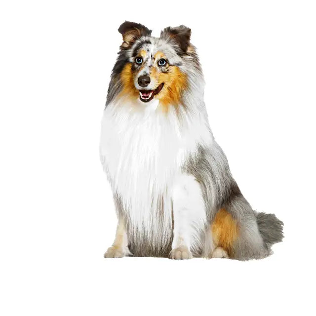 Royal Canin Skin & Coat Adult Chews - Dog Supplements