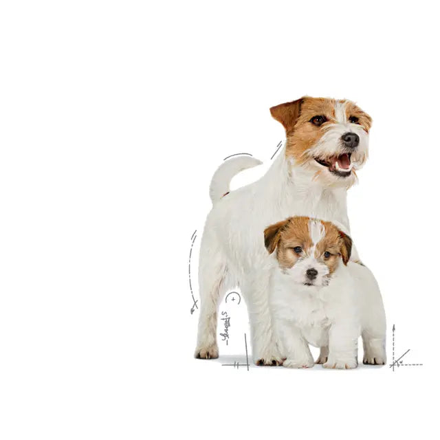 Royal Canin Starter Mother & Babydog - Ultra Soft Mousse - Drėgnas pašaras šuniui