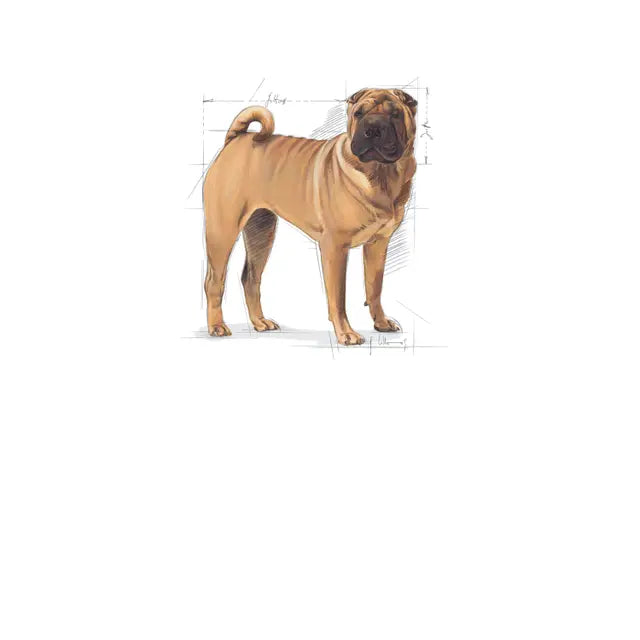Medium Dermacomfort dry dog food