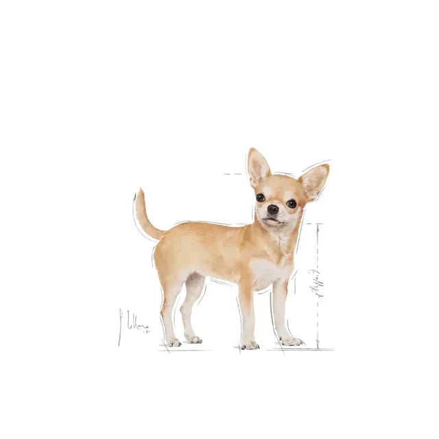 Chihuahua wet dog food