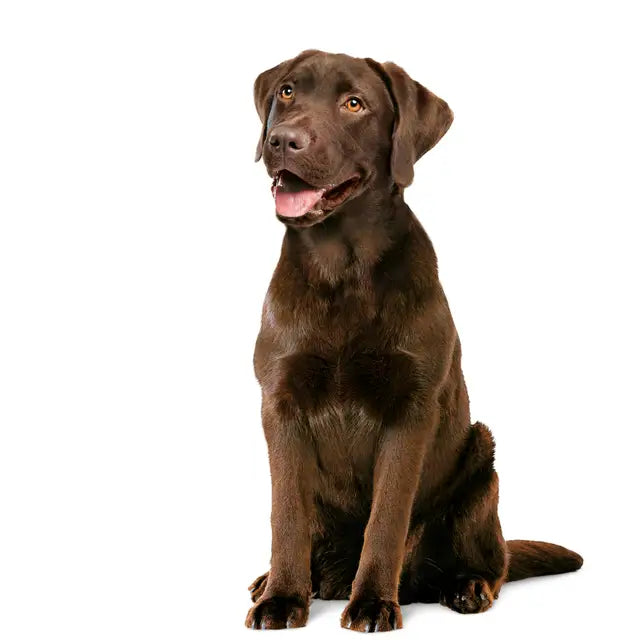 ROYAL CANIN® Digestion Chew - Suplementy dla psów