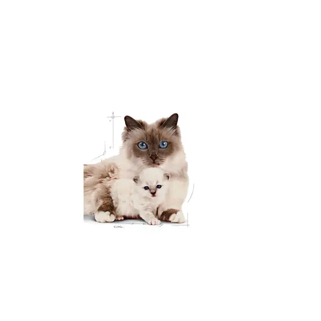 MOTHER & BABYCAT dry cat food