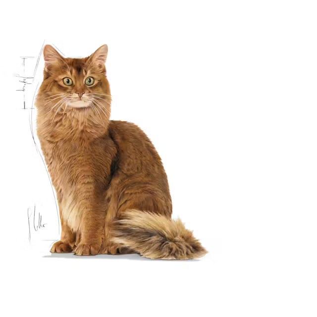 Cat Light Weight Care Jelly - Mokra Karma Dla Dorosłych Kotów Pasztet 12x85g