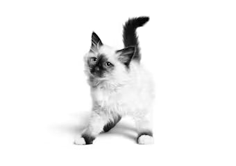 KITTEN Chunks in Jelly - Wet Food for Kittens 12x85g