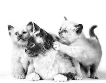 MOTHER & BABYCAT Ultra soft mousse wet cat food