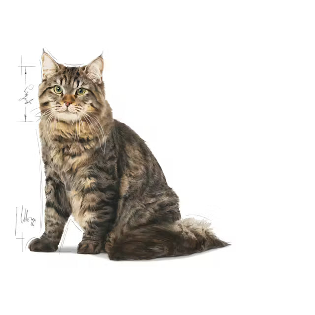 Royal Canin Feline Care Nutrition Urinary Care 2 kg – Trockenfutter für ausgewachsene Katzen zur Förderung der Harnwegsgesundheit