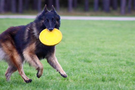 Maslow Piramidė Šunims: Kaip Patenkinti Visus Jūsų Augintinio Poreikius?