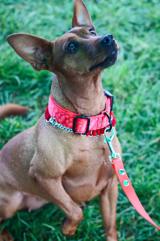 Nutukimas Šunims: Kaip Atpažinti, Kodėl Pavojinga ir Kaip Kovoti