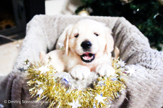 Royal Canin ir Maisto Alergijos: Kodėl Tai Geriausias Pasirinkimas Jautriems Augintiniams?