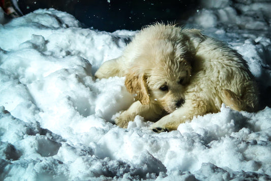 Šuniuko Pirmoji Žiema: 5 Moksliškai Pagrįsti Faktai, Kurių Nežinojote
