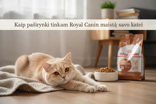 Kaip pasirinkti tinkamą Royal Canin maistą savo katei? Pilnas gidas 2026