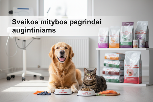 Sveikos mitybos pagrindai: ką kiekvienas šuns ir katės savininkas turėtų žinoti