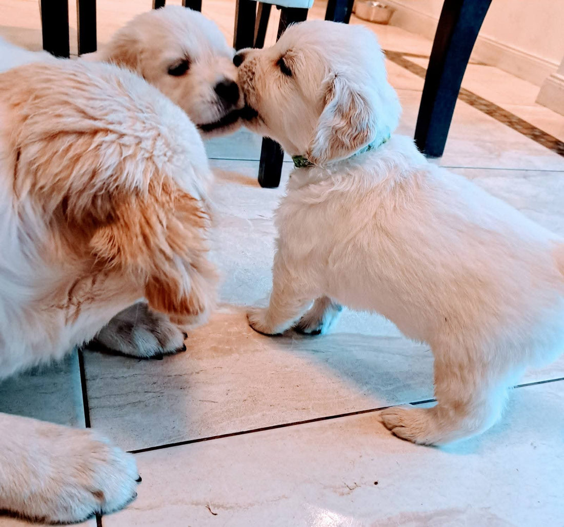 Kodėl Šuniukas Viską Grauža ir Kaip Jį Atpratinti: Kinologo Patarimai 2025