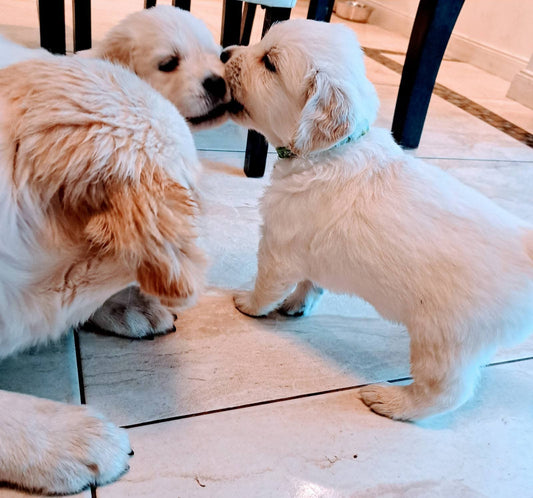 Kodėl Šuniukas Viską Grauža ir Kaip Jį Atpratinti: Kinologo Patarimai 2025