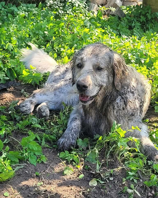 Šunys, galintys užuosti vėžį
