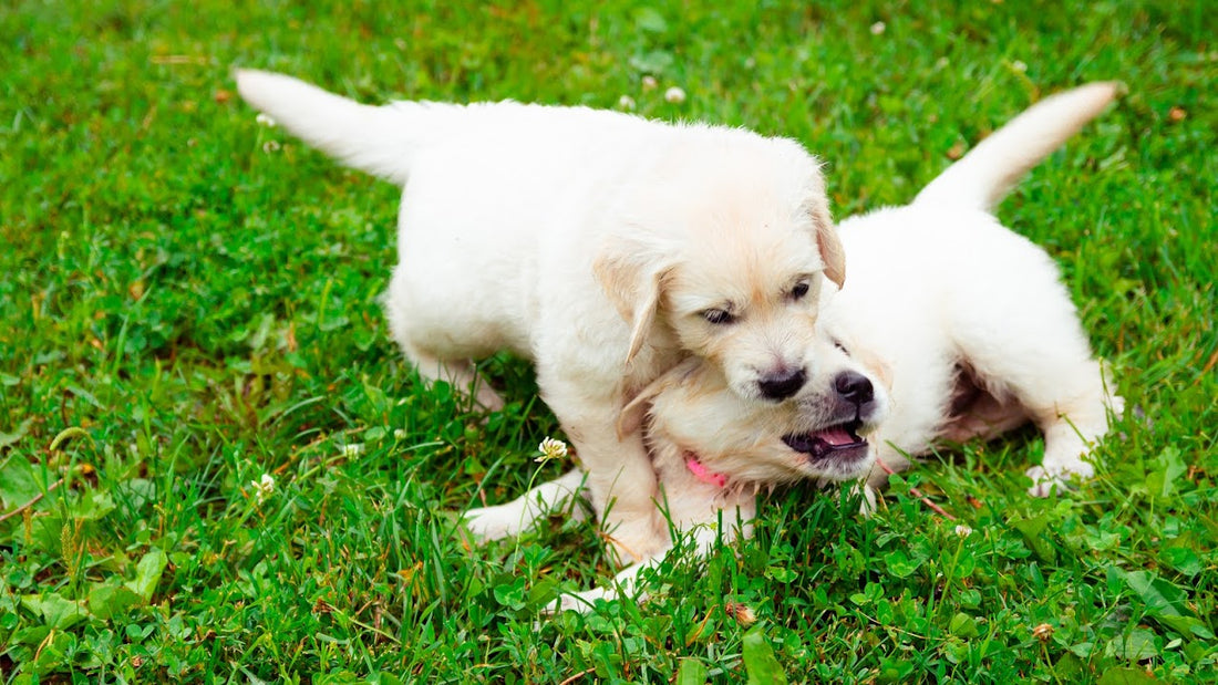 Puppi