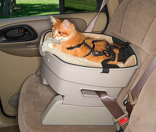 Kelionė su Kate: Kaip Sumažinti Stresą Prieš Kelionę - Zoopsicho­logo Patarimai