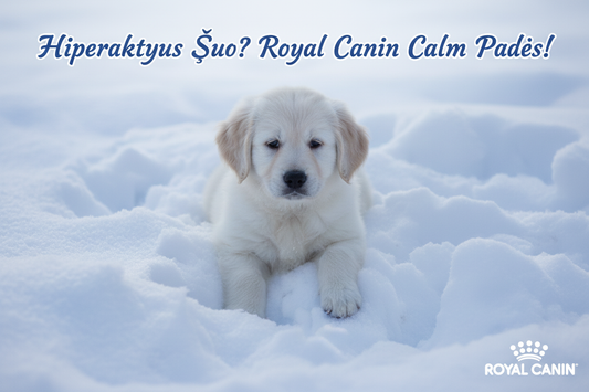 Hiperaktyvus Šuo? Royal Canin Calm Padės!