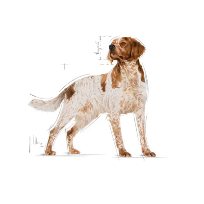 Royal Canin Medium Adult sausas pašaras - Suaugusiems vidutinių veislių šunims