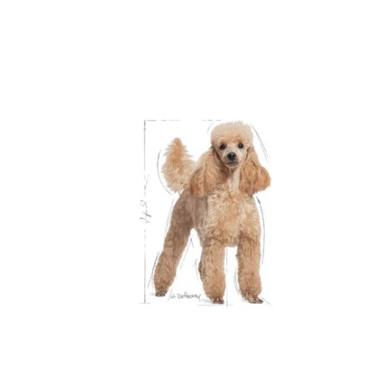 Poodle Adult dry dog ​​food