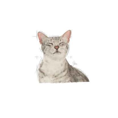 ROYAL CANIN SENSORY™ FEEL Morsels in Gravy - Drėgnas Pašaras Suaugusioms Katėms 12x85g