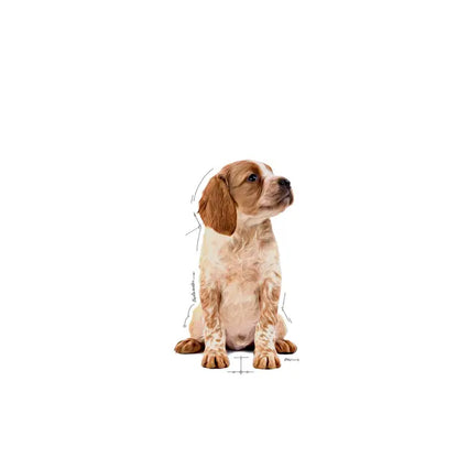 Royal Canin Puppy Medium Chunks in Gravy wet food - For medium breed puppies