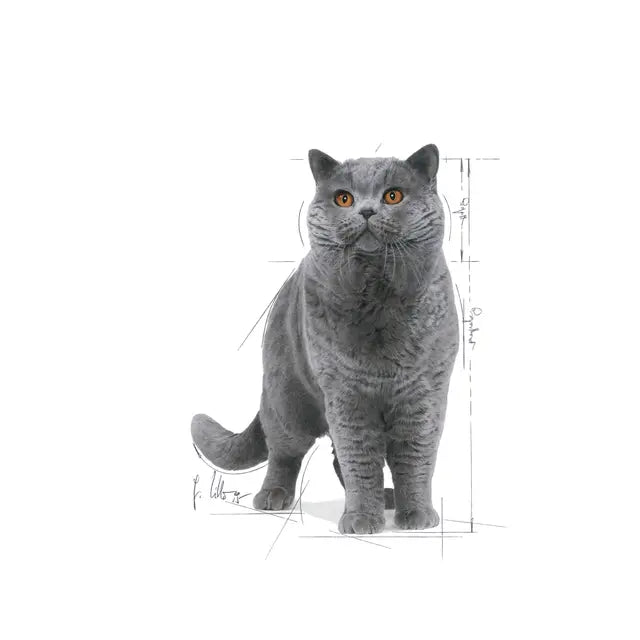 ROYAL CANIN British Shorthair Adult Narrow Chunks In Gravy – Karma Mokra dla Kota 12x85g