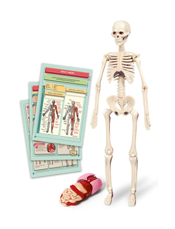Zabawka edukacyjna Clementoni The Human Body Mini-Set 50824