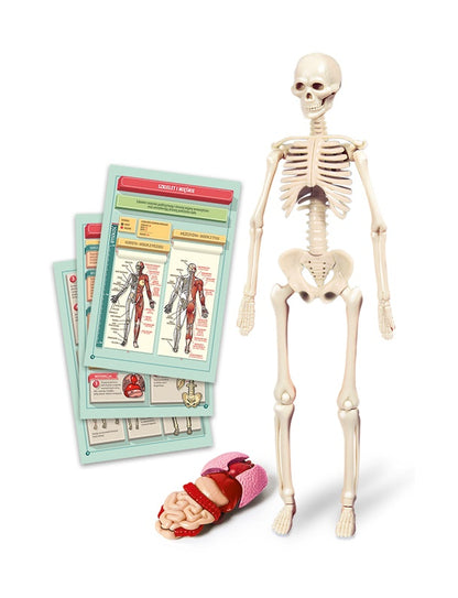 Zabawka edukacyjna Clementoni The Human Body Mini-Set 50824
