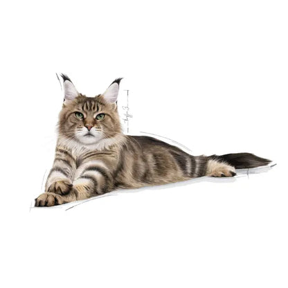 Maine Coon Adult dry cat food