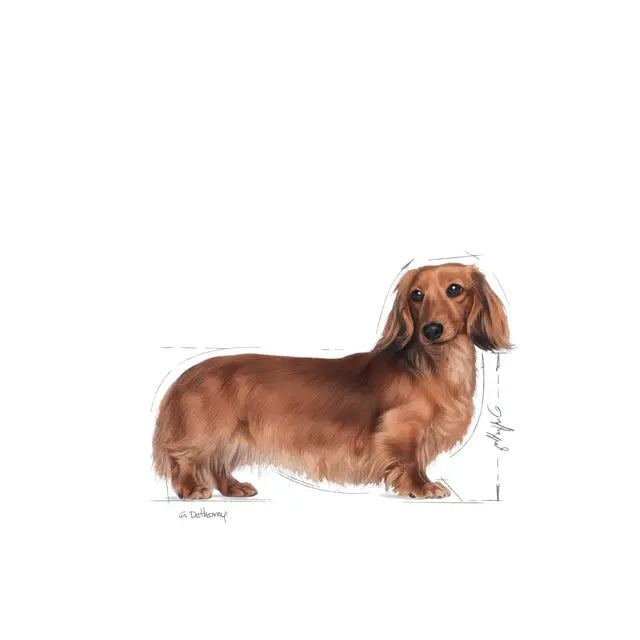 Dachshund wet dog food