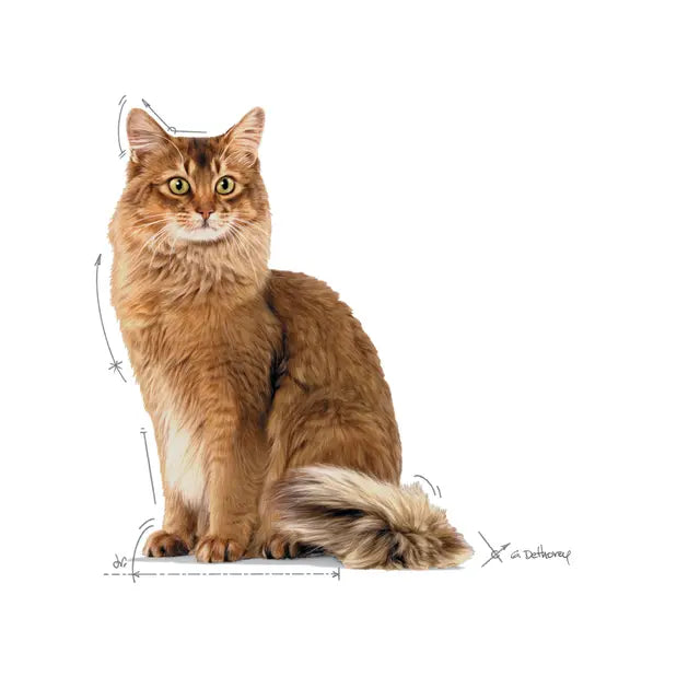 ROYAL CANIN Light Weight Care Gravy - Mokra Karma dla Dorosłych Kotów 12x85g