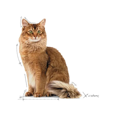 ROYAL CANIN Light Weight Care Gravy - Mokra Karma dla Dorosłych Kotów 12x85g