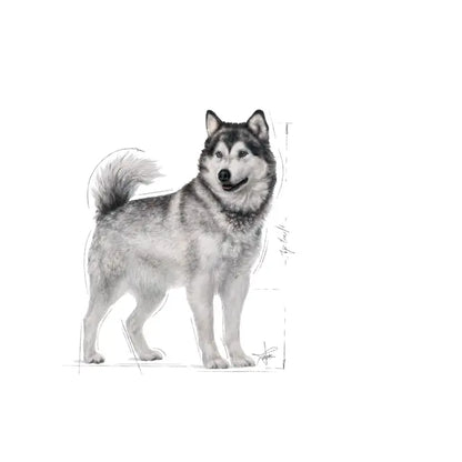 MAXI JOINT CARE dry dog ​​food