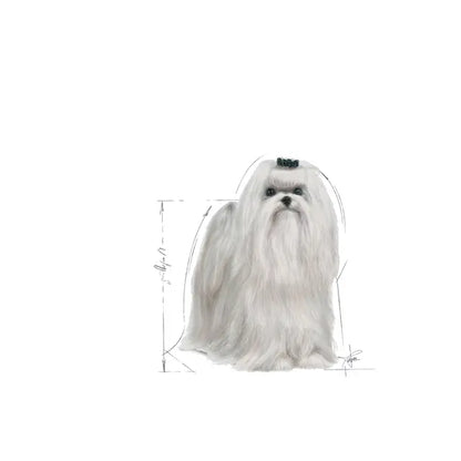 Maltese Adult dry dog ​​food