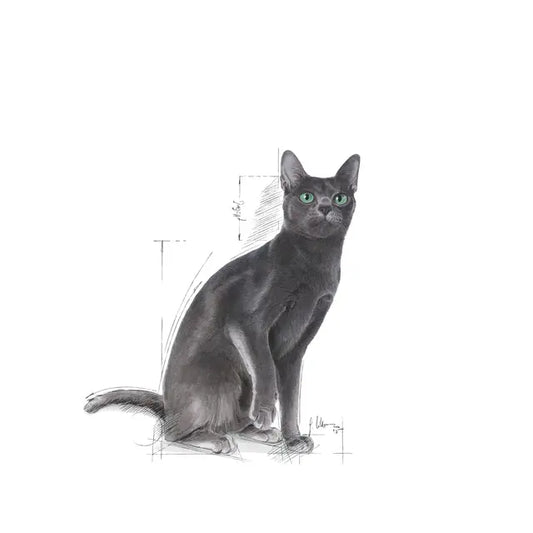 Royal Canin Feline Health Nutrition Sterilised 37 2kg - Sausas maistas sterilizuotoms katėms