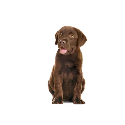 ROYAL CANIN® Immunity &amp; Digestion Puppy Chews - Dog Supplements