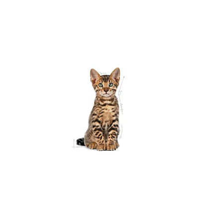 KITTEN STERILISED dry cat food