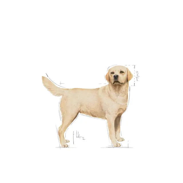 Labrador Retriever Adult dry dog ​​food