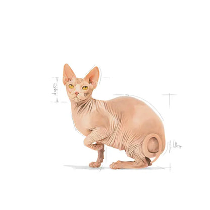 Сухой корм для кошек Sphynx Adult