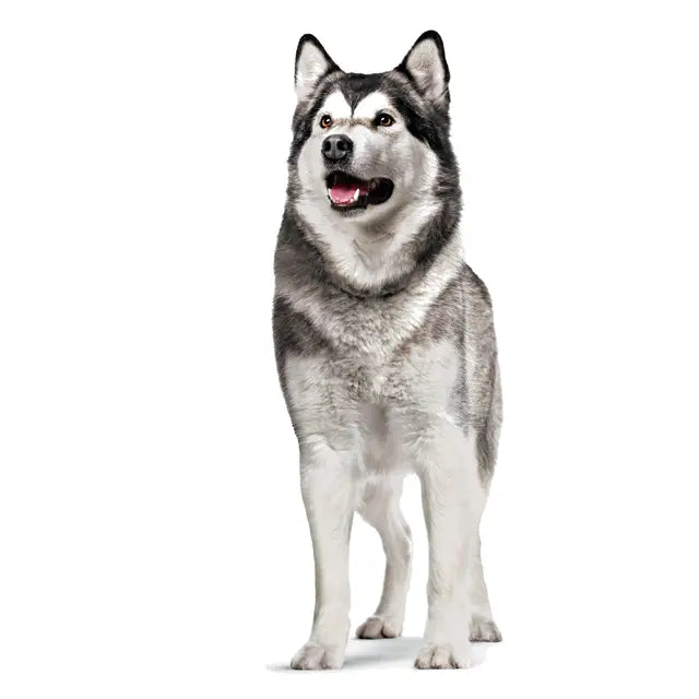 ROYAL CANIN® Joint &amp; Ageing Adult Chews – suplementy dla psów