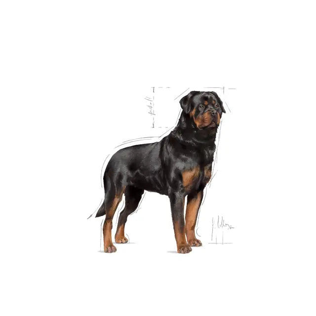 Rottweiler Adult dry dog ​​food