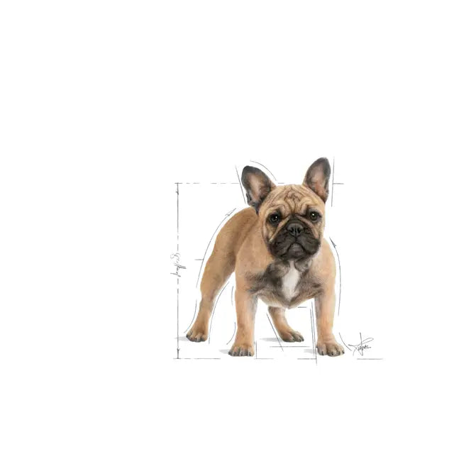 French Bulldog Adult dry dog ​​food