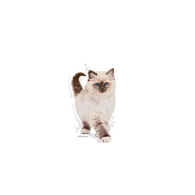 KITTEN dry cat food