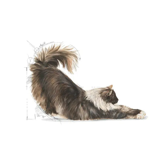Royal Canin Feline Health Nutrition Indoor Long Hair 2kg - Sausas maistas ilgaplaukėms viduje gyvenančioms katėms