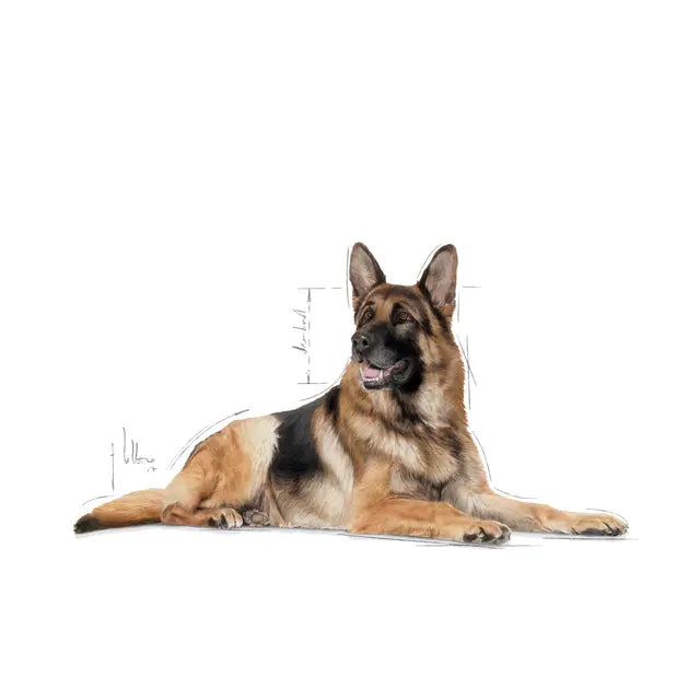 Royal Canin Maxi Ageing 8+ dry food - For very senior large breed dogs