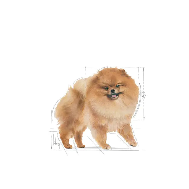 Pomeranian Adult dry dog ​​food