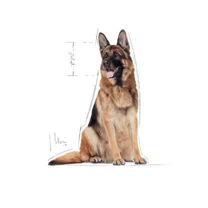 Royal Canin Maxi Adult 5+ dry food - For mature large breed dogs